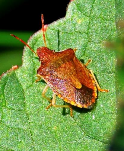 Réf. 231 042 : Peribalus strictus strictus